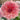 Graines de dahlias à fleurs de pivoine