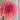 Graines de dahlias à fleurs de pivoine