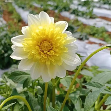 Dahlia Seeds-Paso Doble