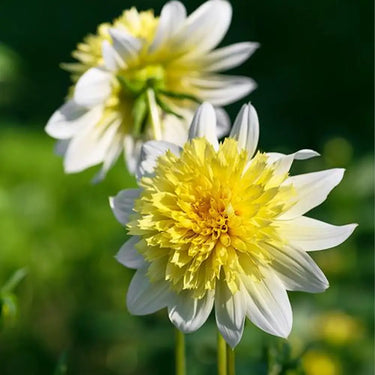 Dahlia Seeds-Paso Doble