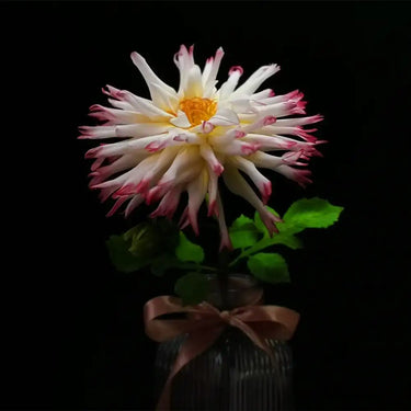 Graines de dahlia - Pine Forest Princess