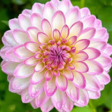 Dahlia Seeds-Pink Isabella