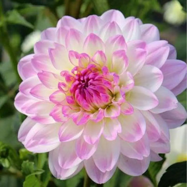 Dahlia Seeds-Pink Isabella