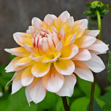 Dahlia Seeds-Seattle