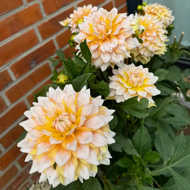 Dahlia Seeds-Seattle
