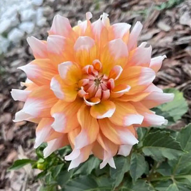 Dahlia Seeds-Seattle