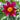 Graines de dahlias - fleurs simples