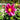 Graines de dahlias - fleurs simples