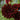 Graines de dahlia - Spartacus