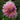 Graines de dahlia - Strawberry Ice