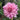 Graines de dahlia - Strawberry Ice