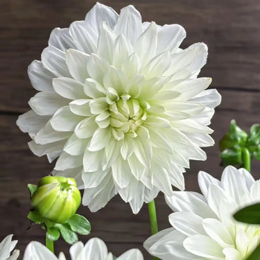 Dahlia Seeds-White Sword