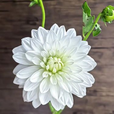 Dahlia Seeds-White Sword