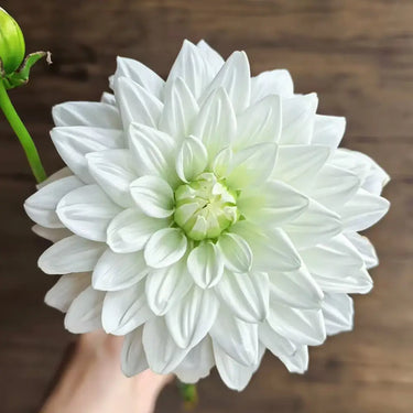 Dahlia Seeds-White Sword