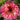 Dahlia Seeds – Myrtle