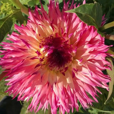 Graines de dahlia – Myrtle