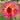 Dahlia Seeds – Myrtle