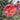 Dahlia Seeds – Myrtle