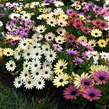 Daisy Seeds (Painted) - Rainbow Mix