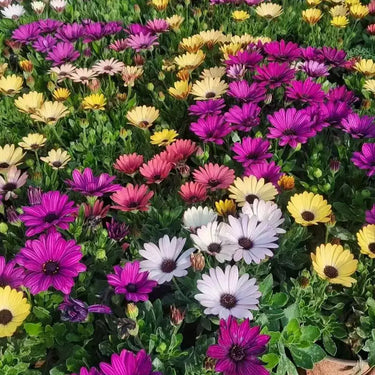 Daisy Seeds (Painted) - Rainbow Mix