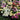 Daisy Seeds (Painted) - Rainbow Mix