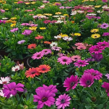 Daisy Seeds (Painted) - Rainbow Mix