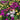 Daisy Seeds (Painted) - Rainbow Mix