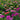 Daisy Seeds (Painted) - Rainbow Mix