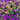 Daisy Seeds (Painted) - Rainbow Mix