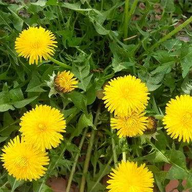 Dandelion Herb Seed