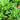 Dandelion Herb Seed
