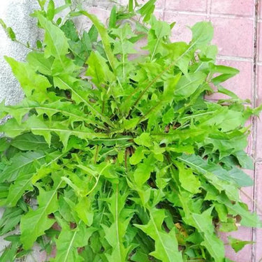 Dandelion Herb Seed