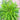 Dandelion Herb Seed