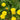 Dandelion Herb Seed