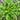 Dandelion Herb Seed