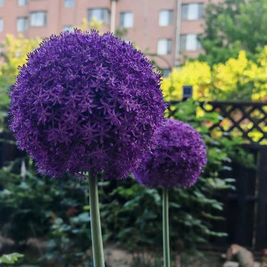 Dark Purple Giant Allium Seeds