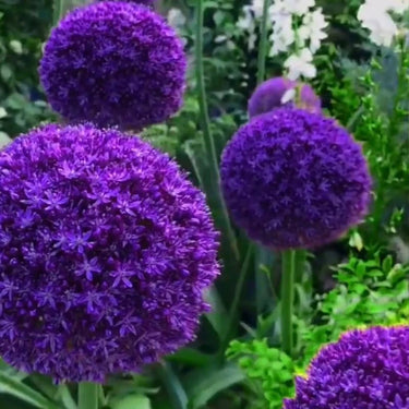 Dark Purple Giant Allium Seeds