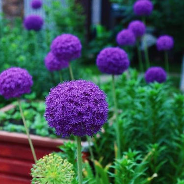Dark Purple Giant Allium Seeds