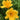 Daylily Seeds