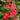Delphinium- Red Lark