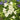 Ritterspornsamen – Candle White