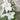 Ritterspornsamen – Candle White