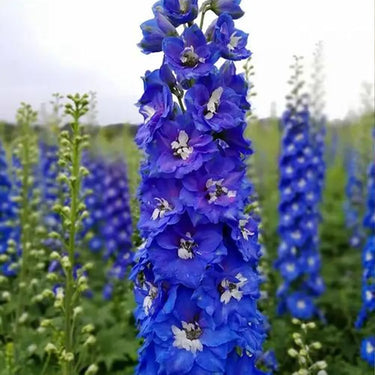 Delphinium Seeds-Blue Jay
