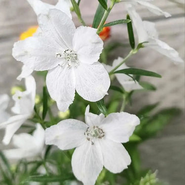 Delphinium Seeds-Candle White