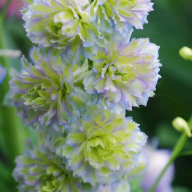 Delphinium Seeds-Crystal Delight