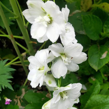 Delphinium Seeds-Galahad