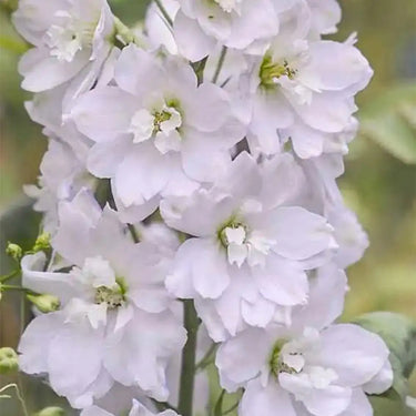 Delphinium Seeds-Galahad