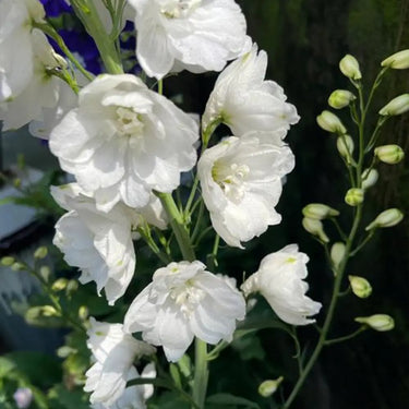 Delphinium Seeds-Galahad