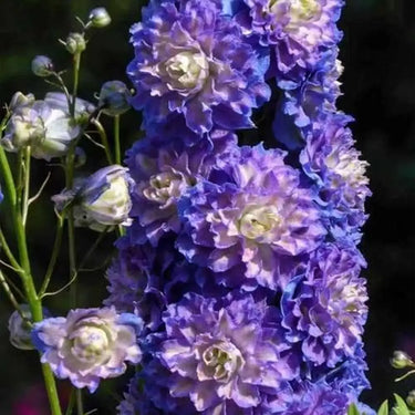 Delphinium Seeds-Highlander Bolero
