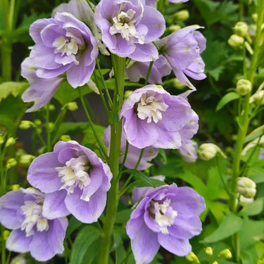 Delphinium Seeds-Magic Fountain Lavender